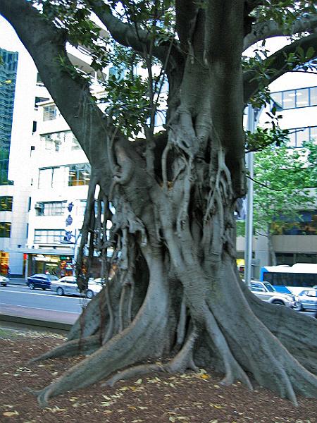 A 150 Sydney - Hyde Park.jpg